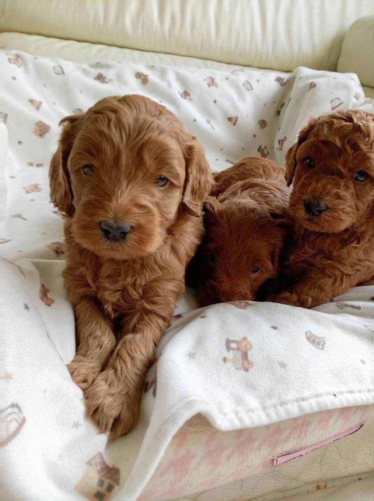 Labradoodle x toy maltipoo health testing parents in Bradford
