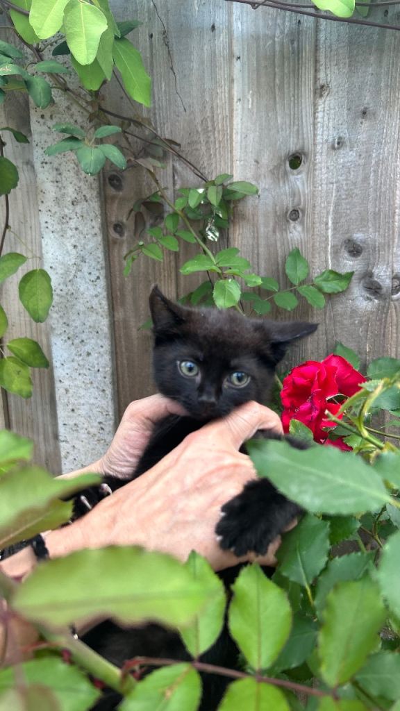 Playful Bombay Kittens Ready for Forever Homes! 