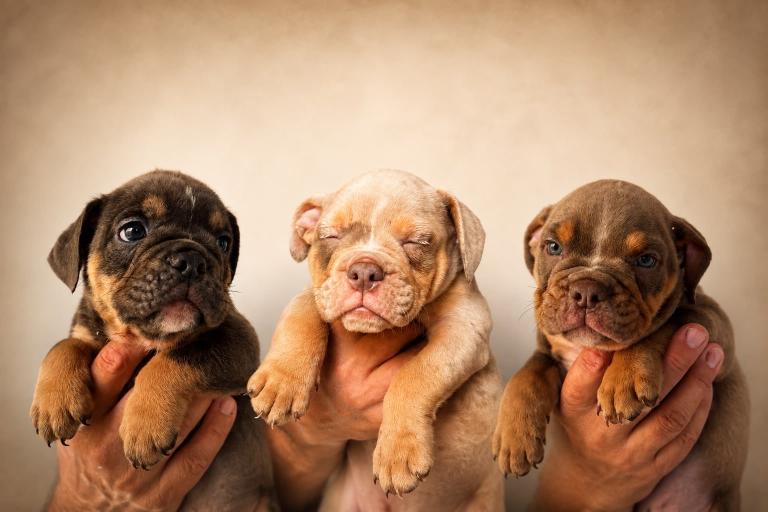 Happy English bulldog puppies 