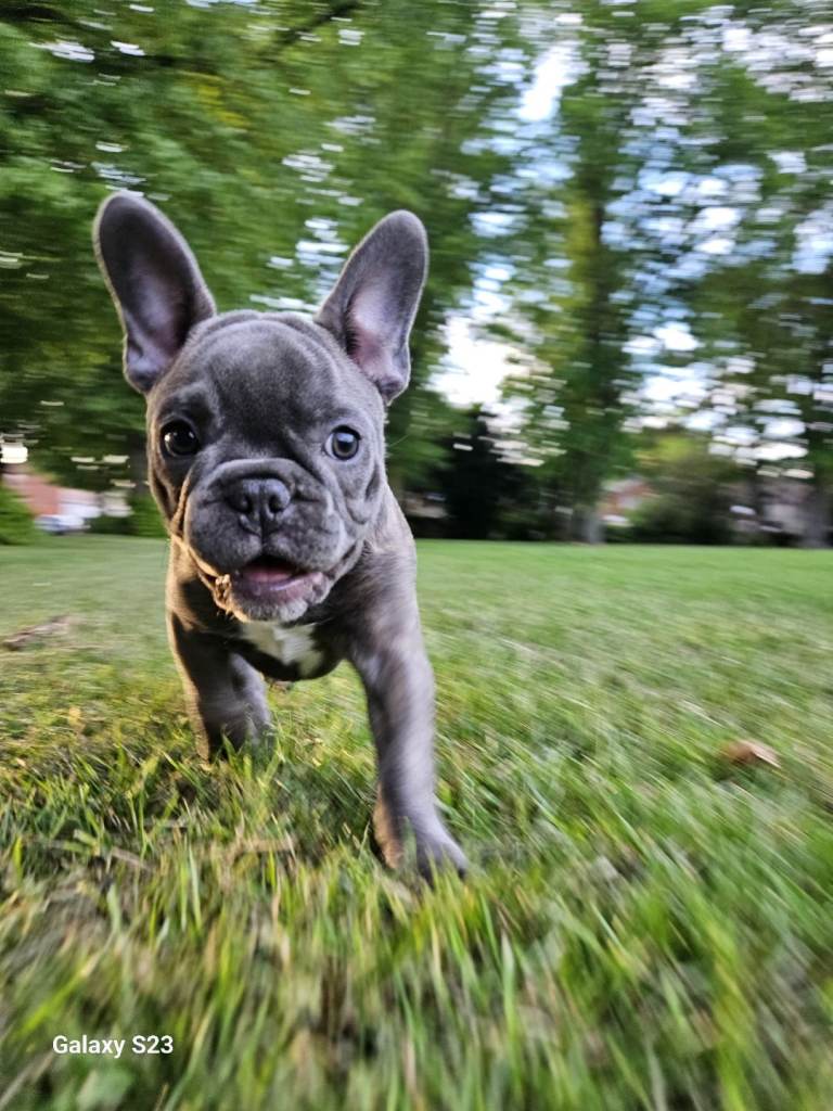 Beautiful French Bulldog puppies ready for their forever homes 🐶❤️ 