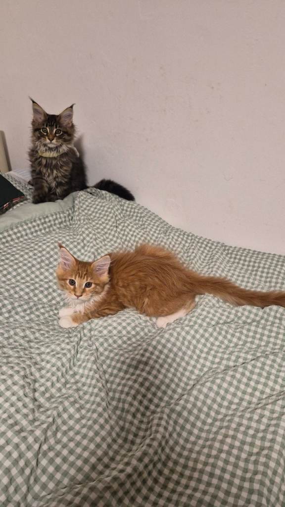 Boy Maine Coon