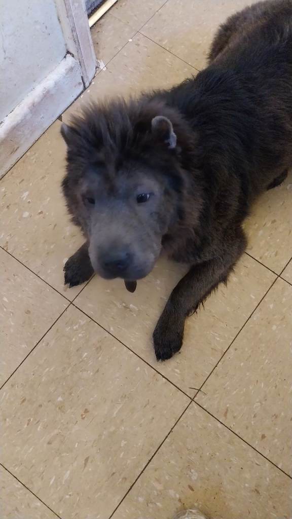 Bearcoat sharpei (blue)