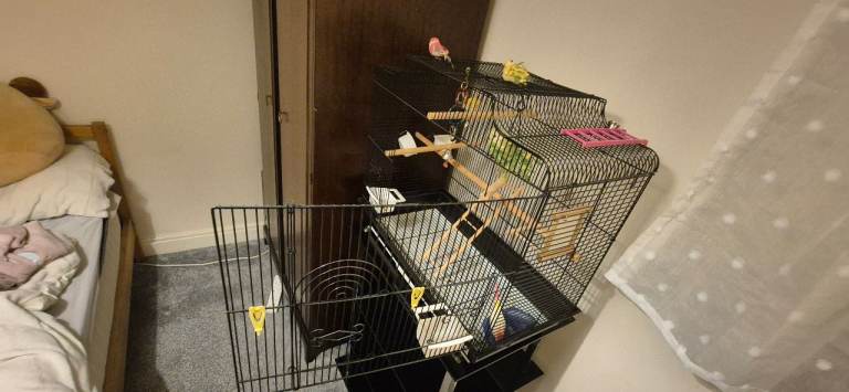 Budgie cage