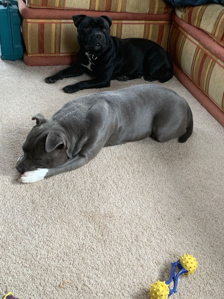 Staffy pups 