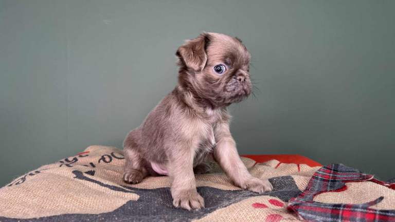 fluffy pug puppies 
