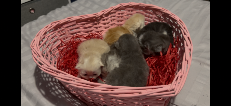 😻5 STUNNING PERSIAN KITTENS😻