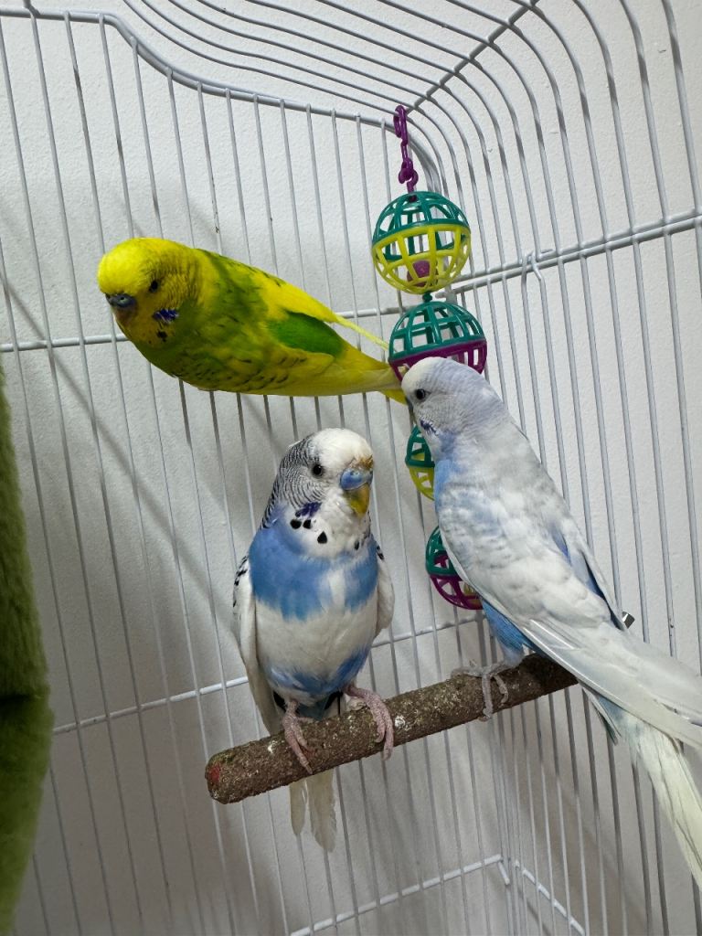 Large Bird Cage with Four Budgies