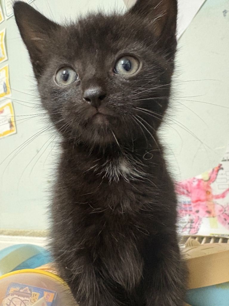 2 black kittens