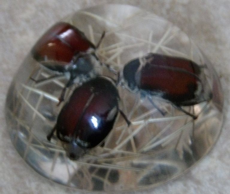 3 Beetles in Resin Dome