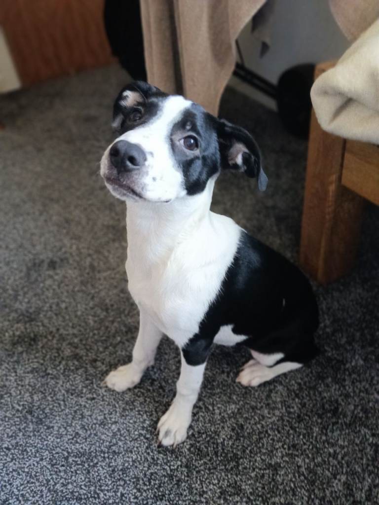 Staffy x German Shepherd (PLEASE READ DESCRIPTION)