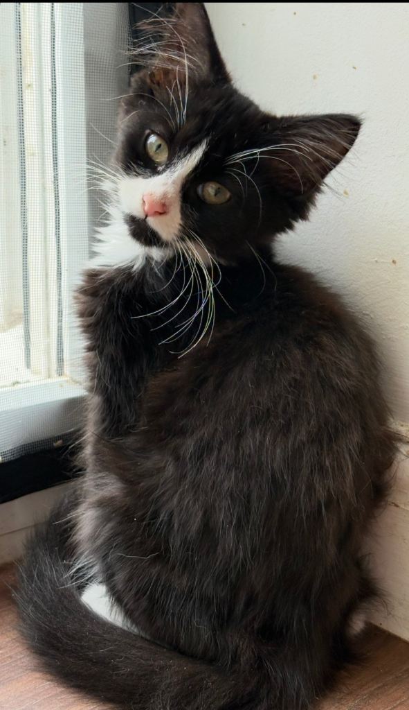 Kittens for sale 19 weeks old