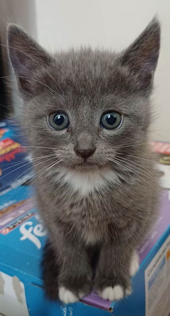 Kittens Ready for Their Forever Homes! 🐾