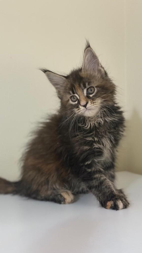 Beautiful purebred maine coon kittens