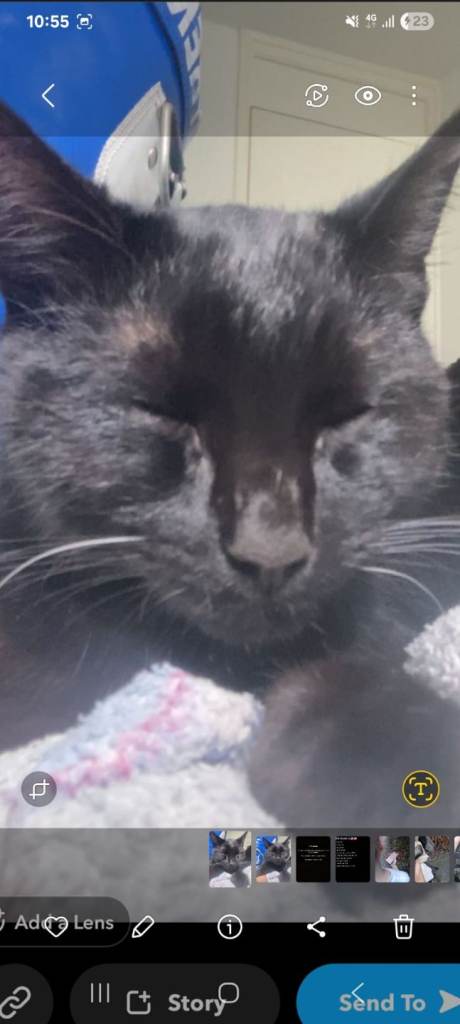 15 month male cat for rehome