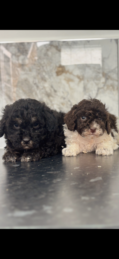 Toy maltiopoo puppies (toy poodle)