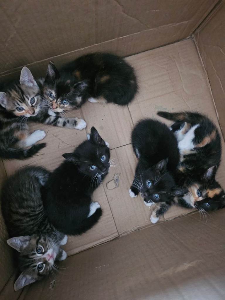 Kittens