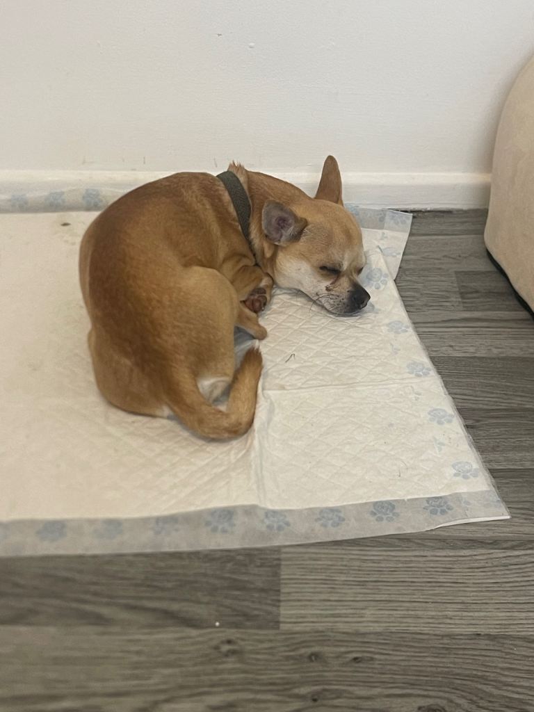 Full bread chihuahua 
