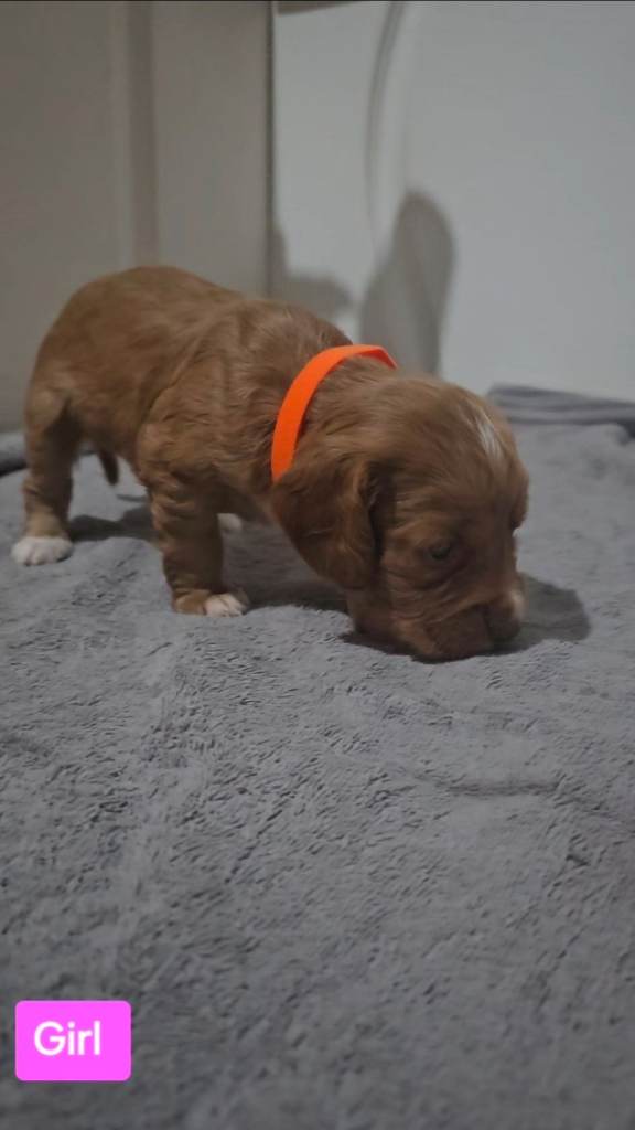 Cocker Spaniel Puppies 