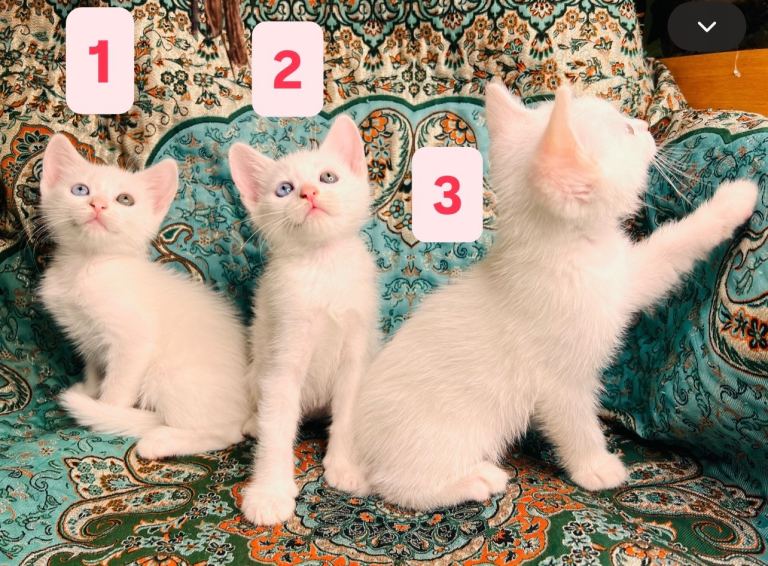 Kittens x 6, Reserve now. Crossed Turkish Angora. White and Tabby