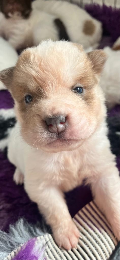 Beautiful flower bearcoat shar pei kc reg 