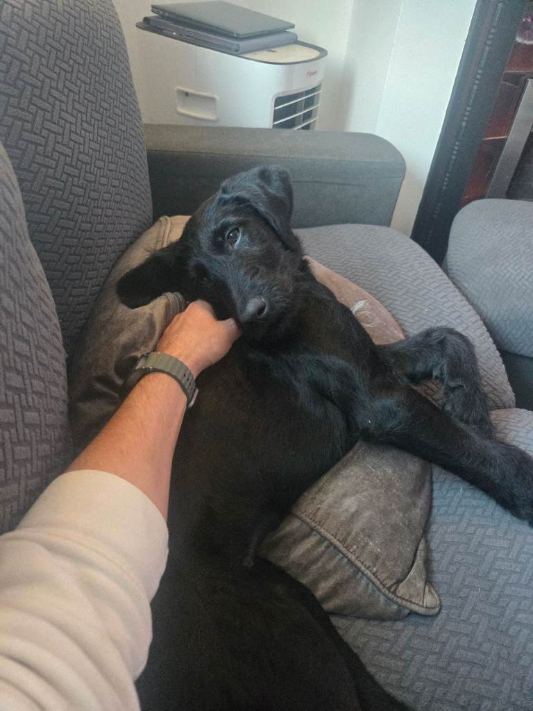 1 black girl left (orange writing) Labradoodle pups.
