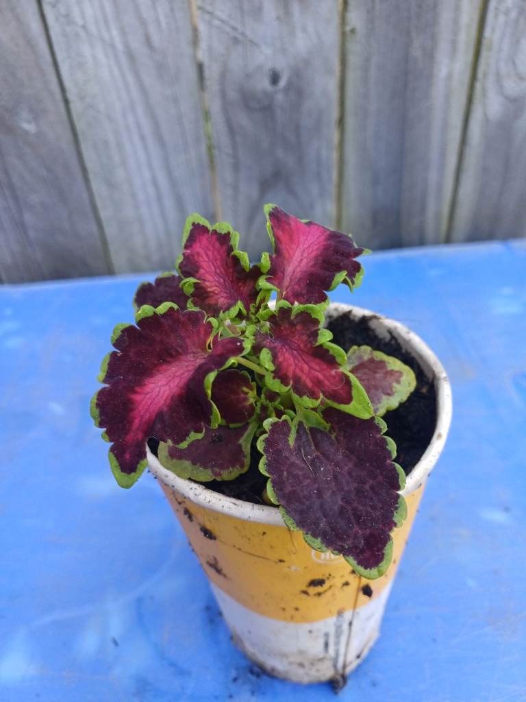 Coleus  Colocha Rose.indoor And Outdoor In Summer Plant 
