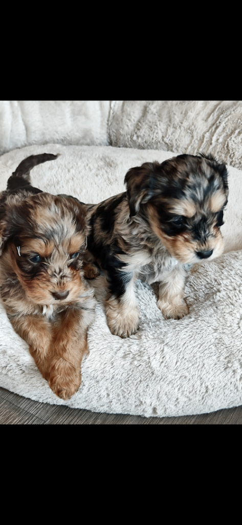Updated photos 💙🩷 F1 merle cockapoo puppy’s 