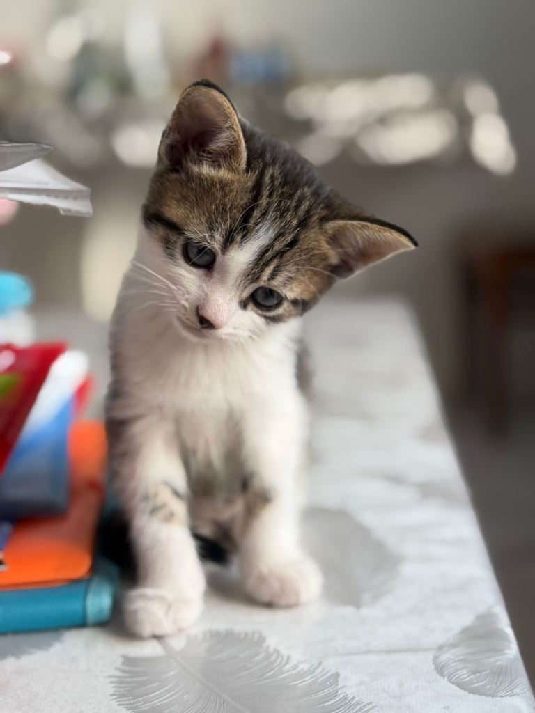 Kittens 