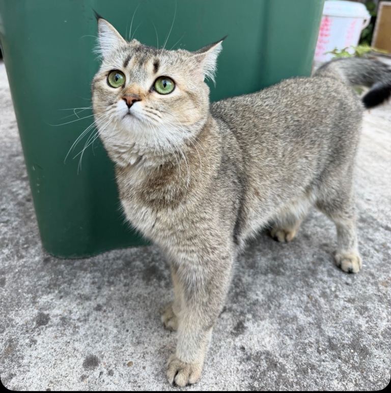 Beautiful Female British Shorthair Cat – Neutered, Vaccinated & Microchipped