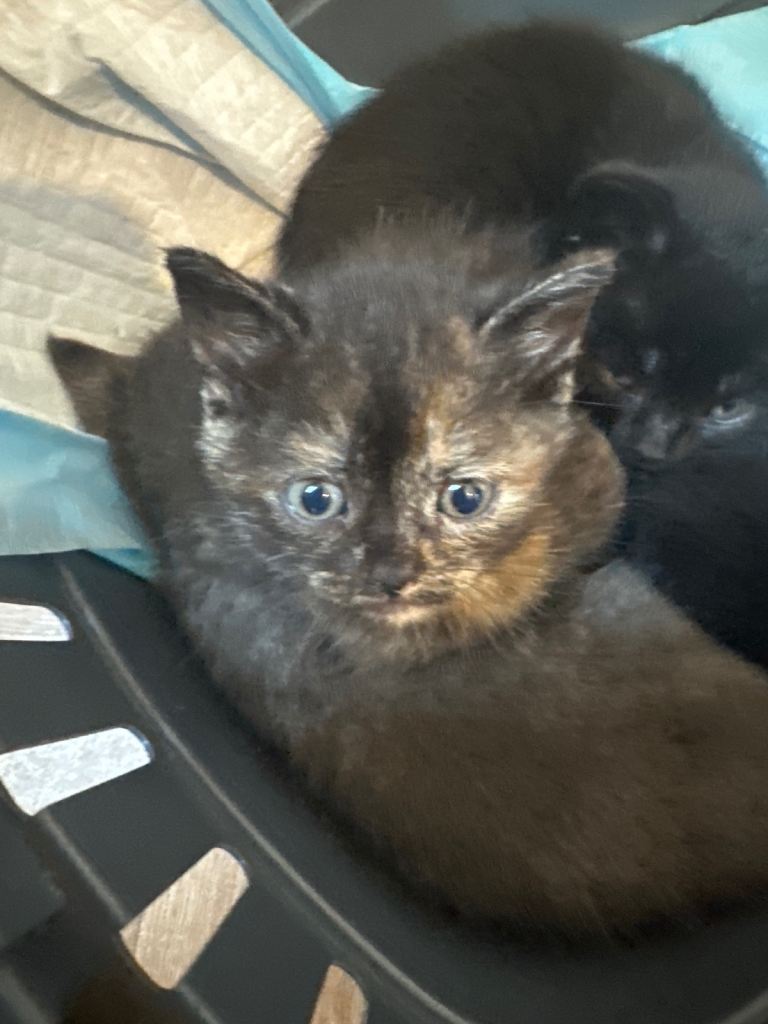 Kittens for sale 