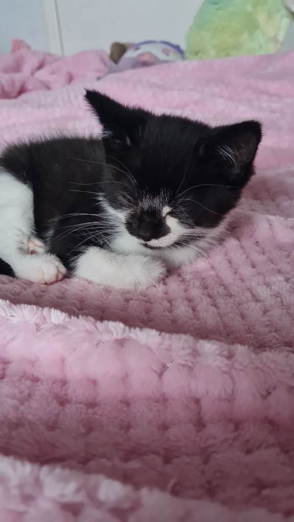 Two kittens