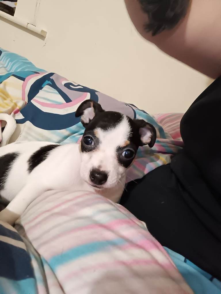 Black and white female jack chi puppy for sale 
