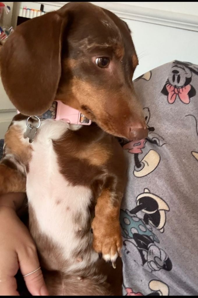 Rehoming our little sausage, Lola