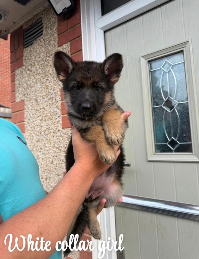 German Shepherds