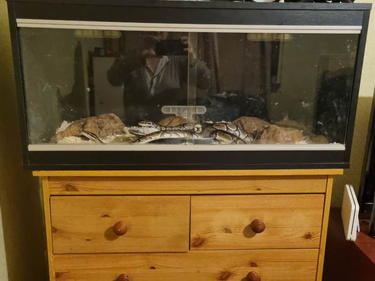 Two young Ball pythons Male and female 