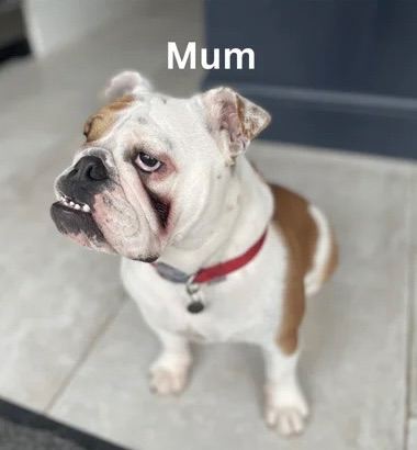 Red & White English Bulldog (KC reg)