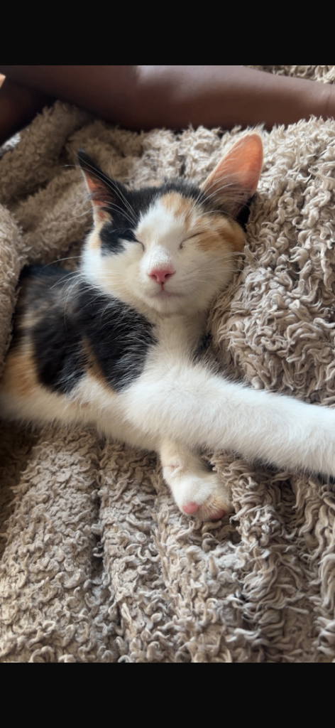 Persian kitten - 4 months old 