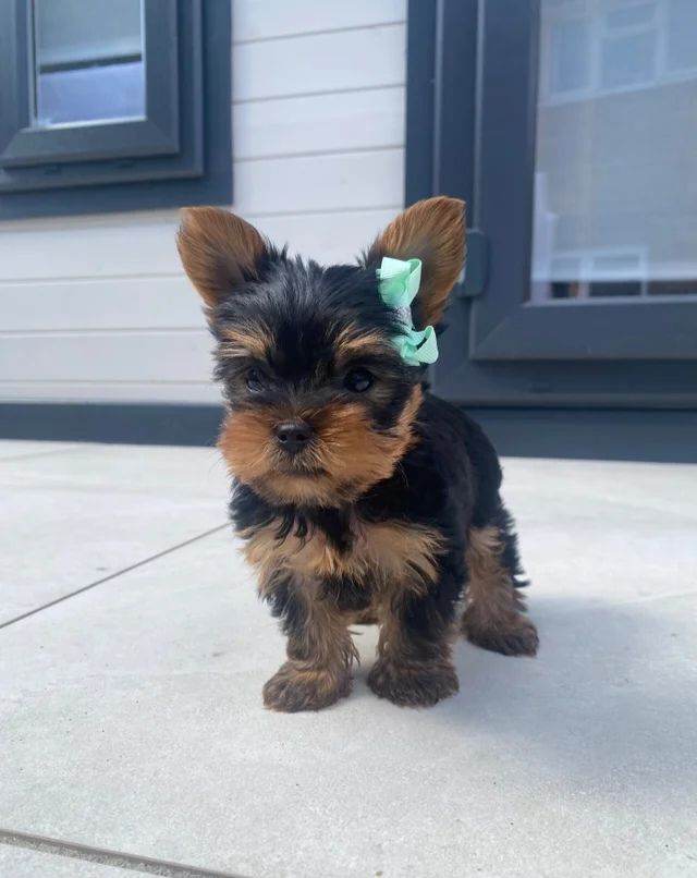 Miniature Yorkshire Terrier puppys