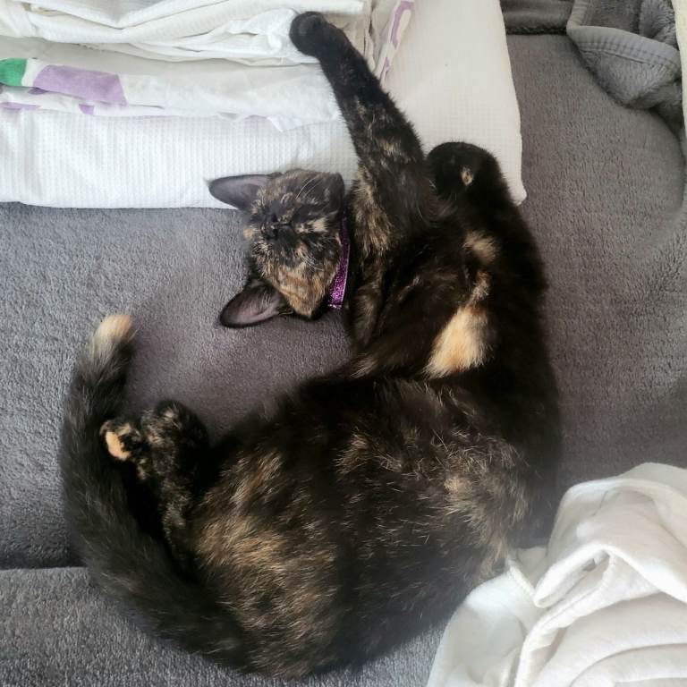 Tortie looking for a new home 