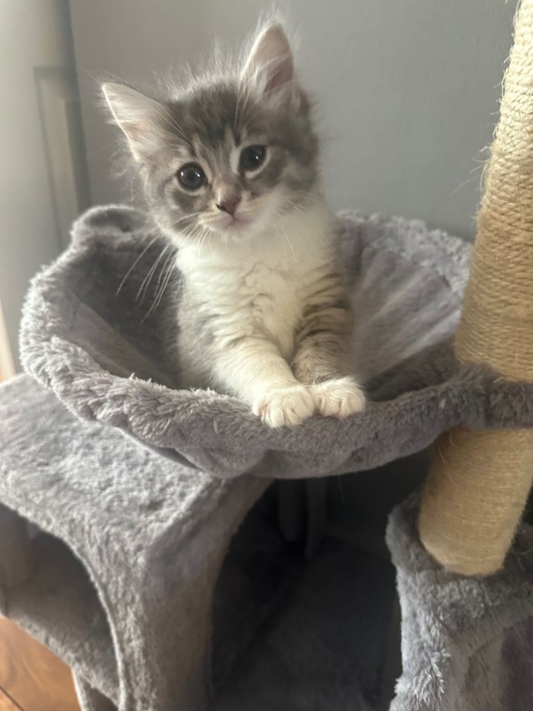 Kittens 