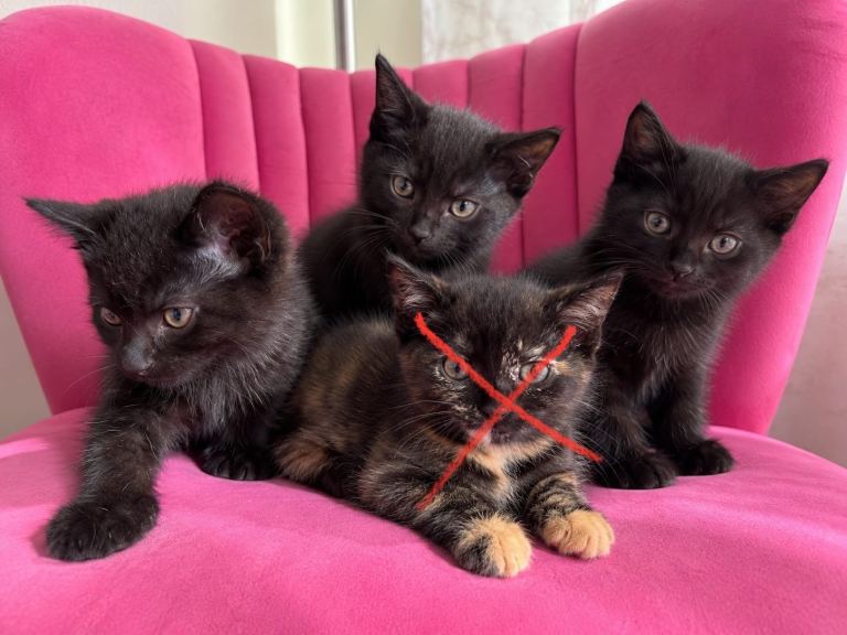 3 black boys ready to go now 