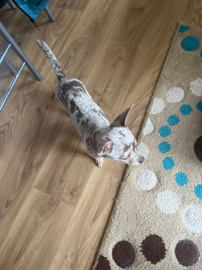 Beautiful Merle Chihuahua Puppy 