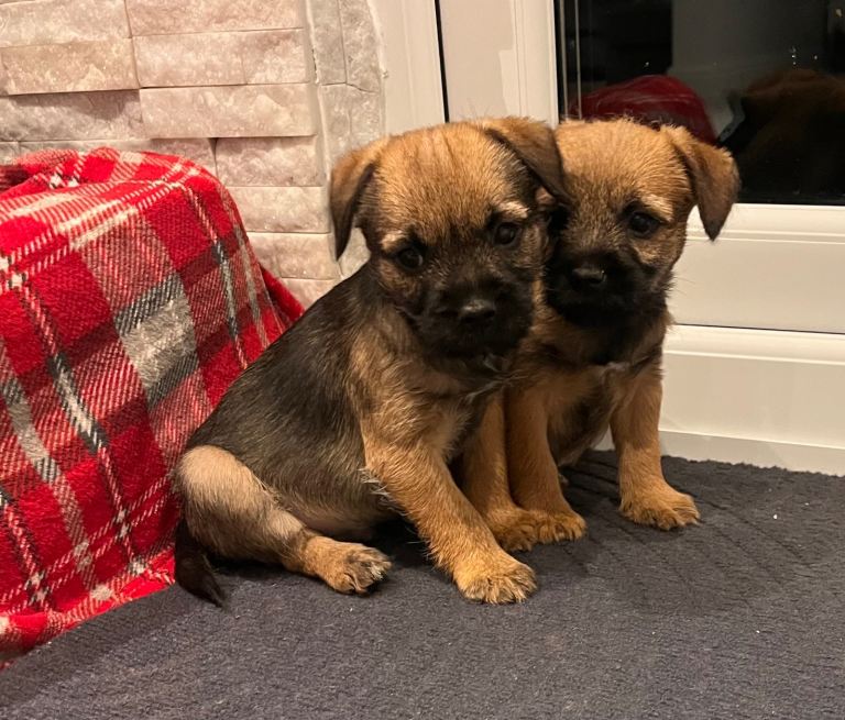 Border Terrier Puppies