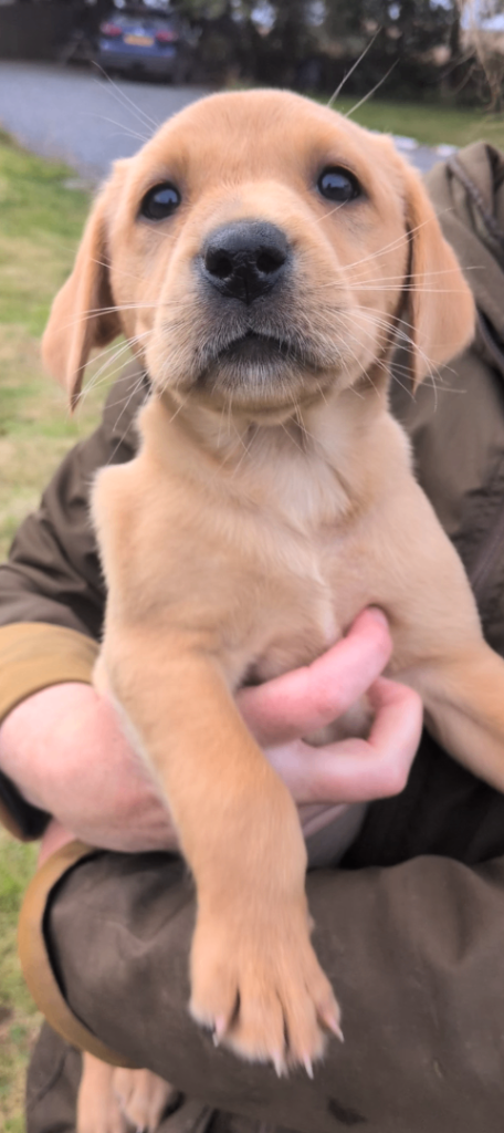 KC Labrador puppy, only one girl left