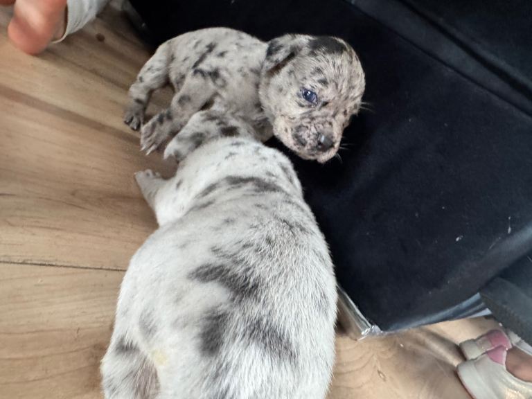 Cane corso puppies
