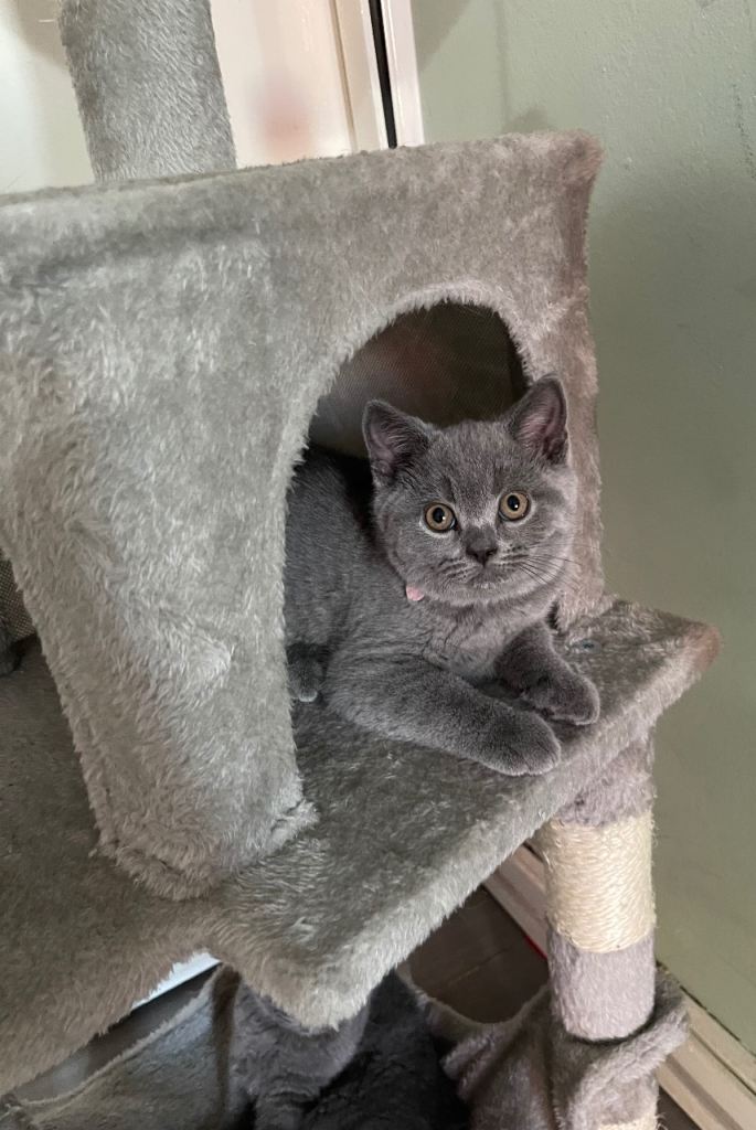 British Shorthair kittens 