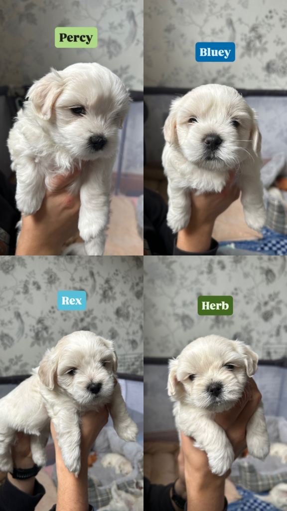 READY HOME 30.05 TWO BEAUTIFUL BOYS AVAILABLE 