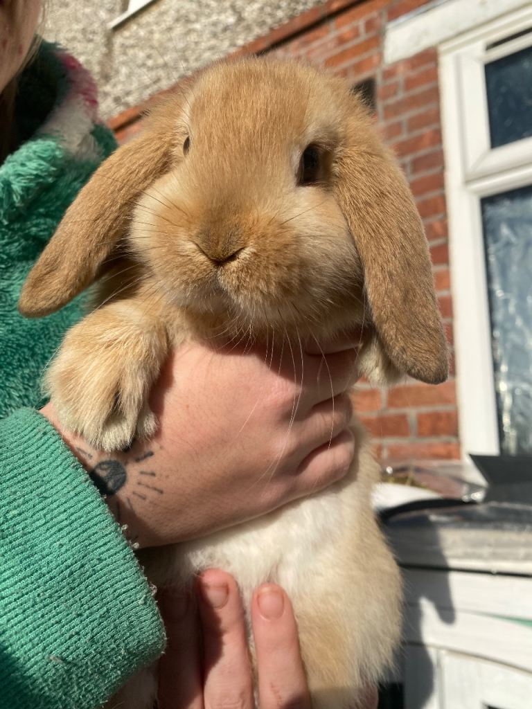 1 baby boy rabbit 7 wks old 
