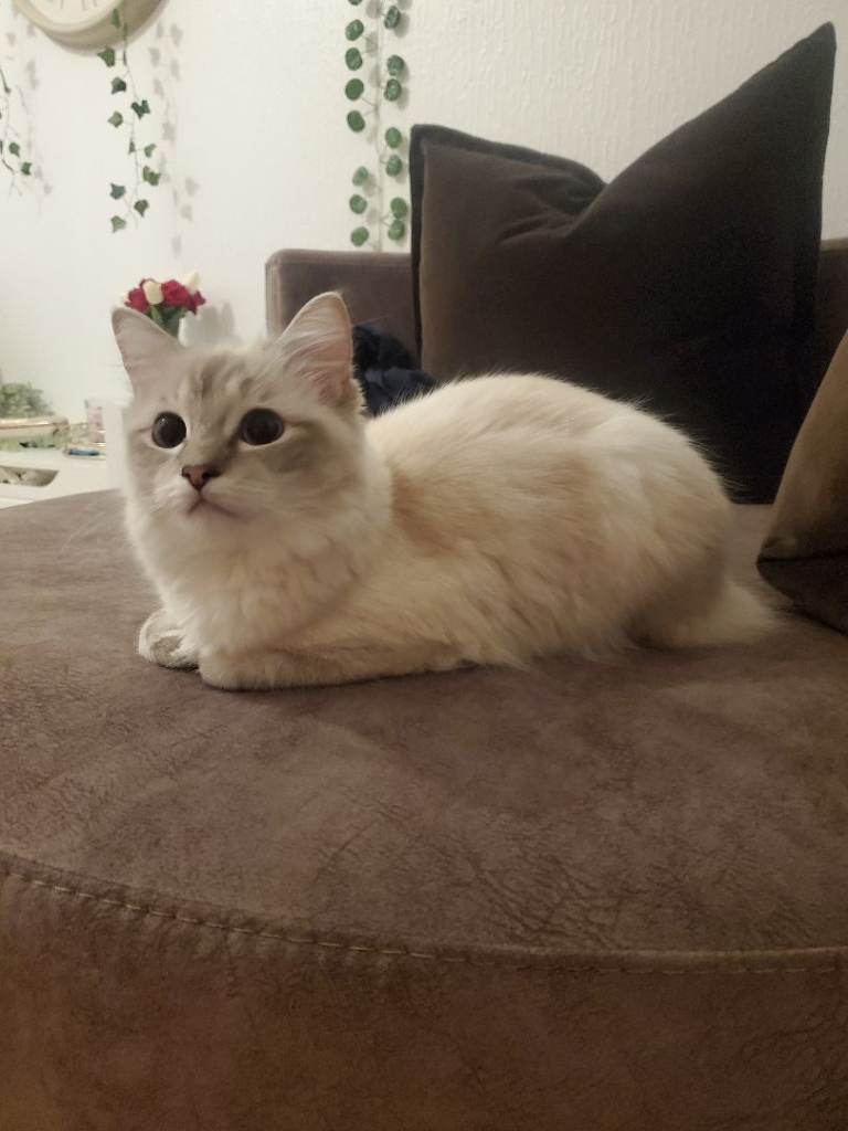 🐾 Ragdoll Female Cat for Sale – 11 Months Old – Beautiful White& blue eyes  🐾