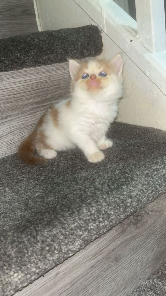 2 boy kittens to be rehomed